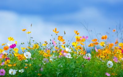 La bellezza dei fiori con semplicità!